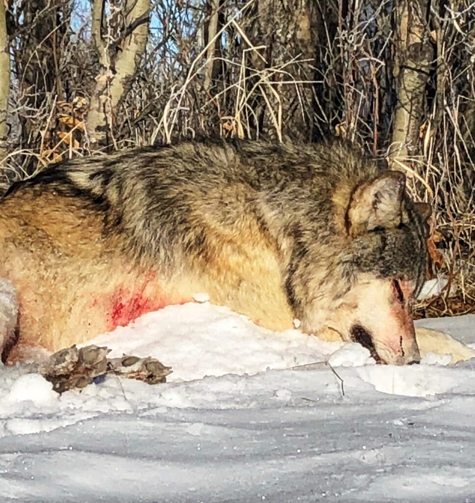 Wolf Hunting in Alberta Canada