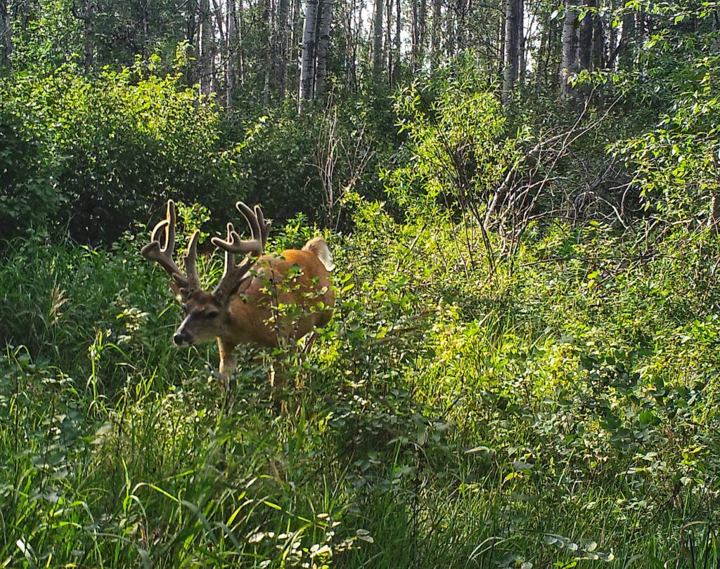 Patterning Big Deer - Alberta Hunting Adventures