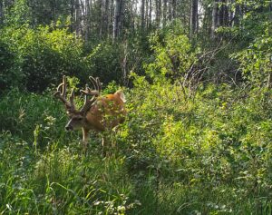 Patterning Big Deer - Alberta Hunting Adventures