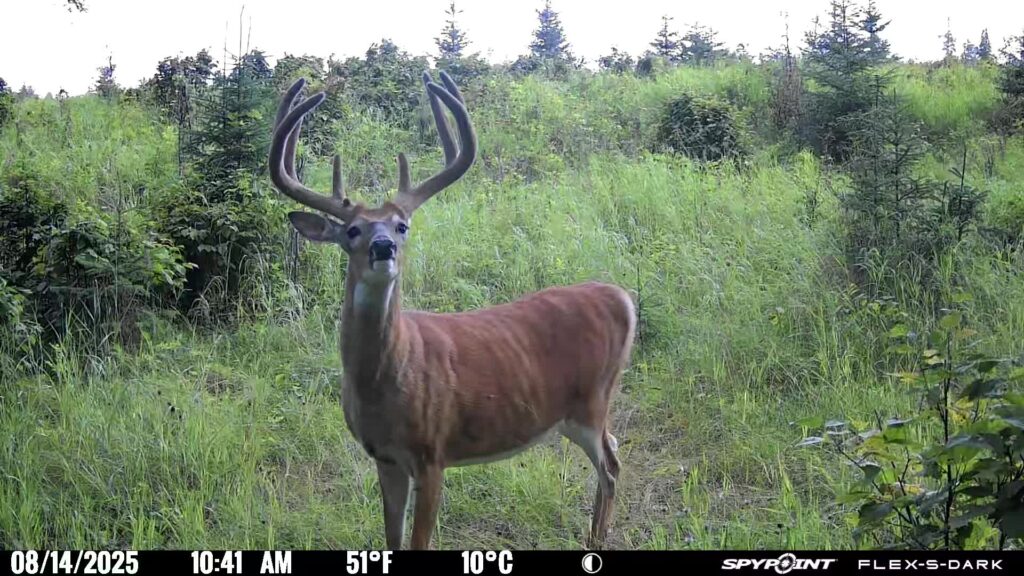 White tail deer hunting at Alberta Hunting Adventures